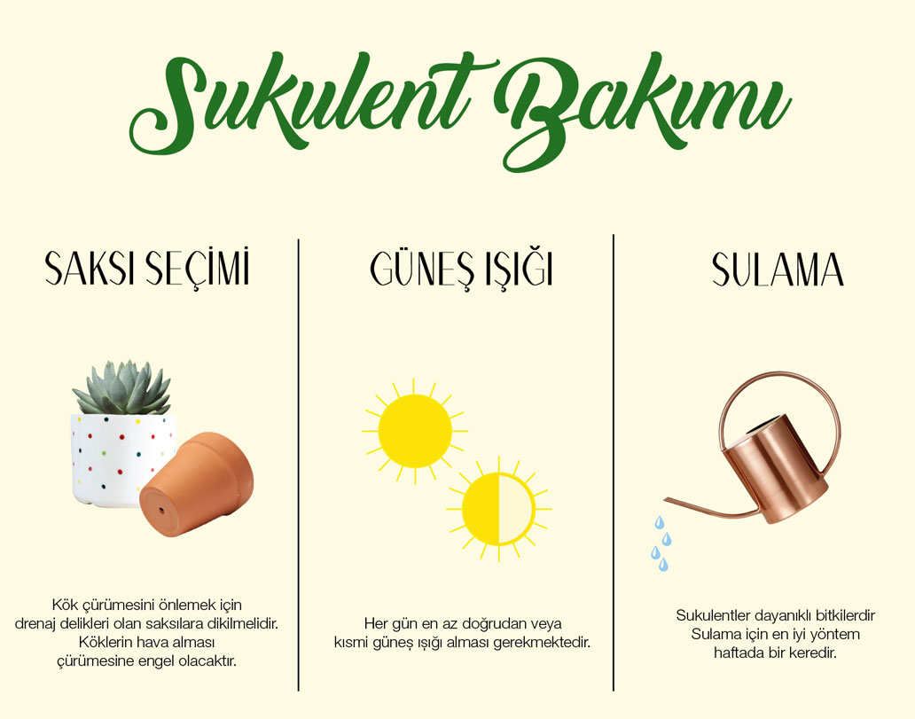 Sukulent Nedir Sukulent Bakimi Nasil Yapilir Sukulent Cogaltma Hediye Sepeti