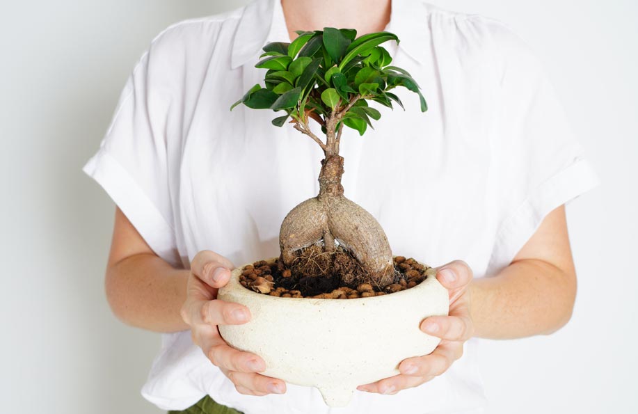 Bonsai Agaci Bakimi Ve Yetistiriciligi Nasil Yapilir Bonsai Rehberi