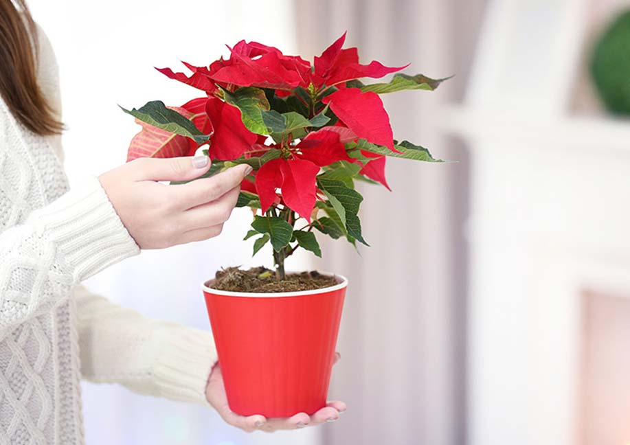 Poinsettia