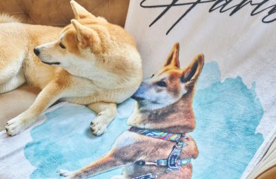 köpek hediyeleri